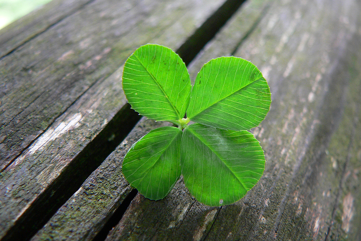 Four-Leaf Clover on Wooden Table, Ownership