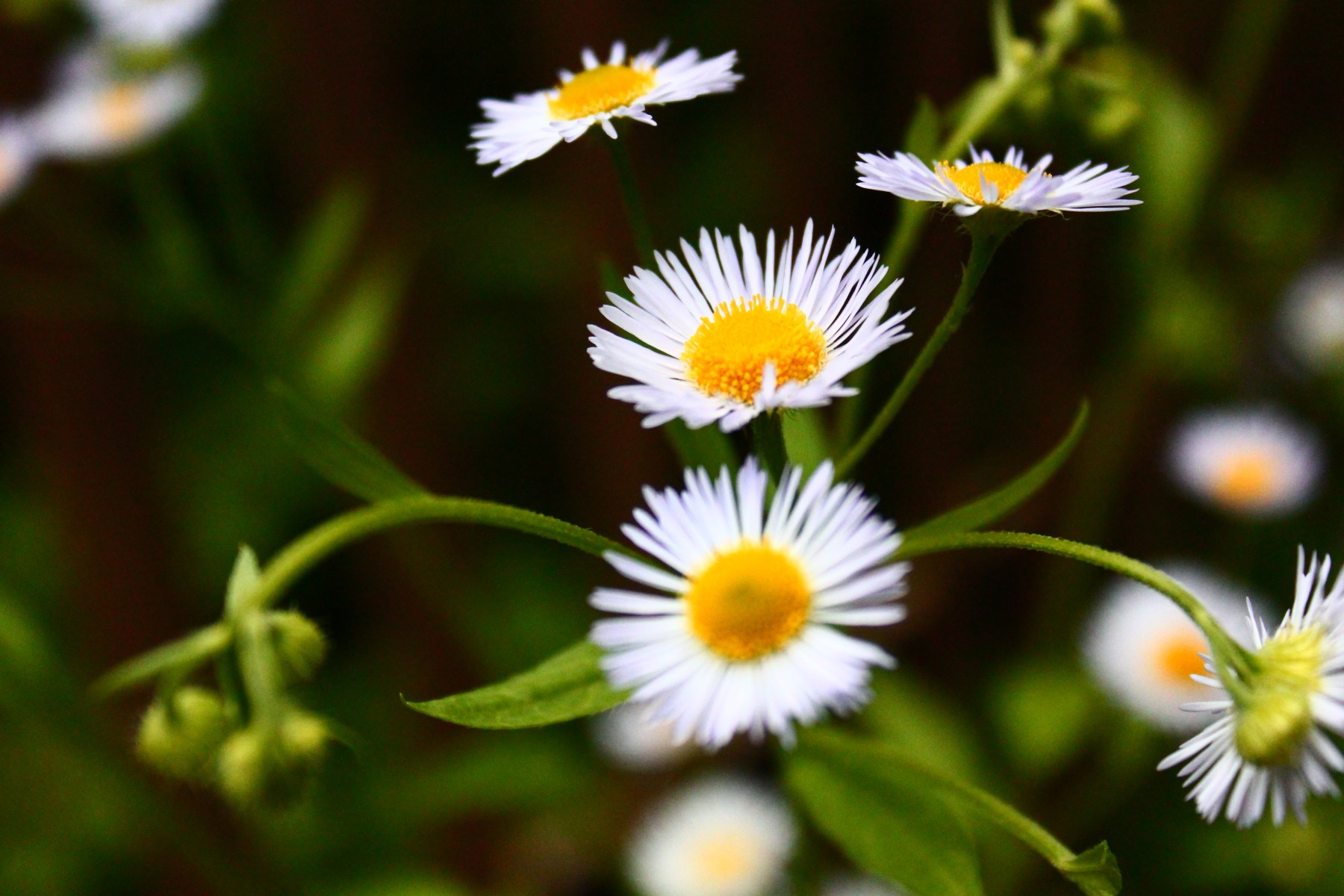 Leading change, Leadershipwatch, nature, flowers