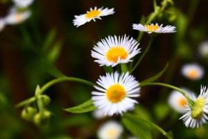 Leading change, Leadershipwatch, nature, flowers